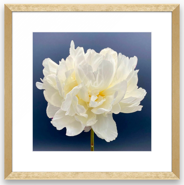 "40 Love" White Peony
