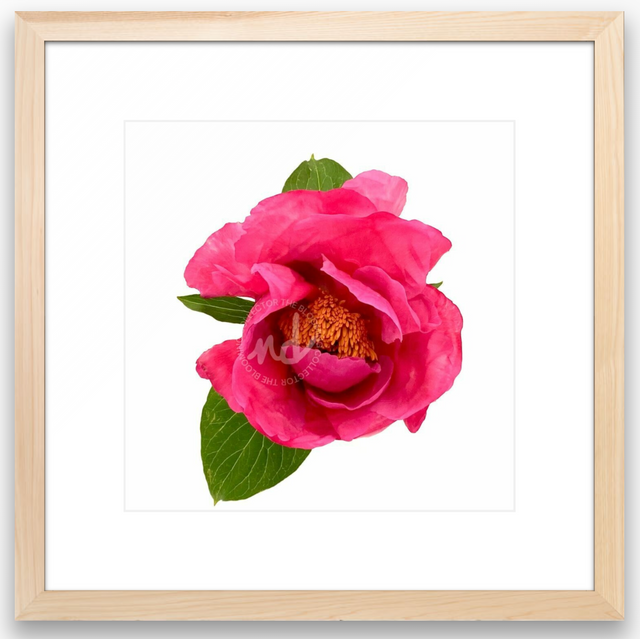"Aloha" Pink Peony
