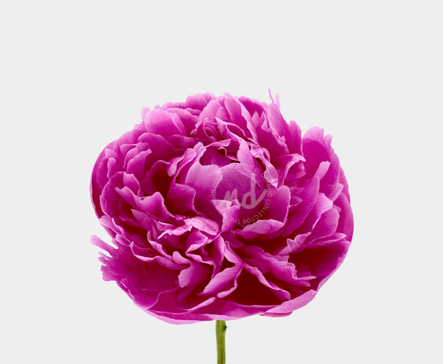 "Big Time Berry" Pink Peony