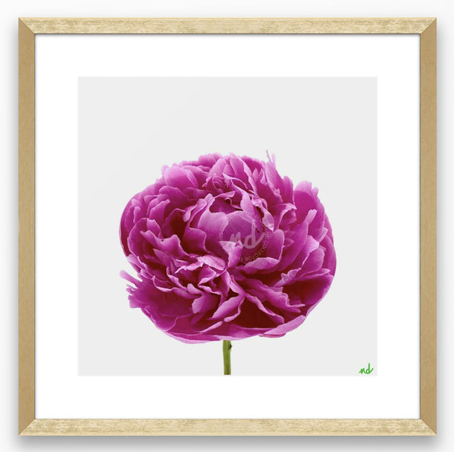 "Big Time Berry" Pink Peony