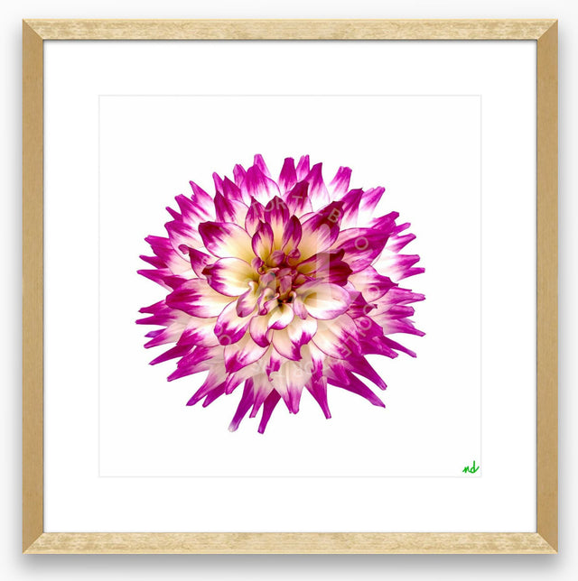 "Born to be a Star" Purple Dahlia