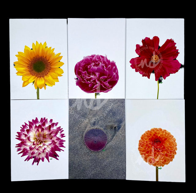 Box of 8 Mixed Floral Greeting Cards, 5x7, Blank Inside