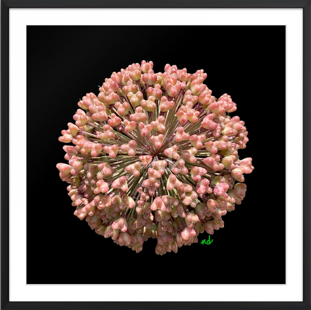 "Botanic Burst" Pink Polyanthum