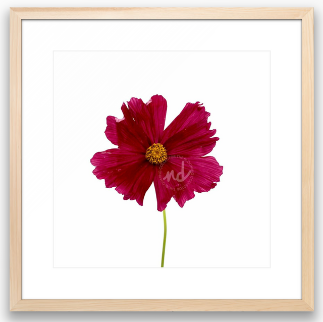 "Classy Cosmo" Wine-Colored Cosmo