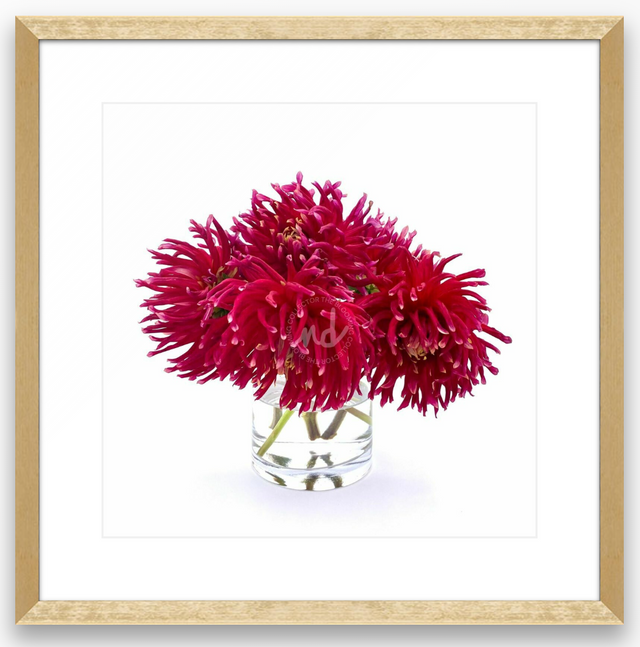 "Dancing Dahlias" Wine-Colored Dahlias