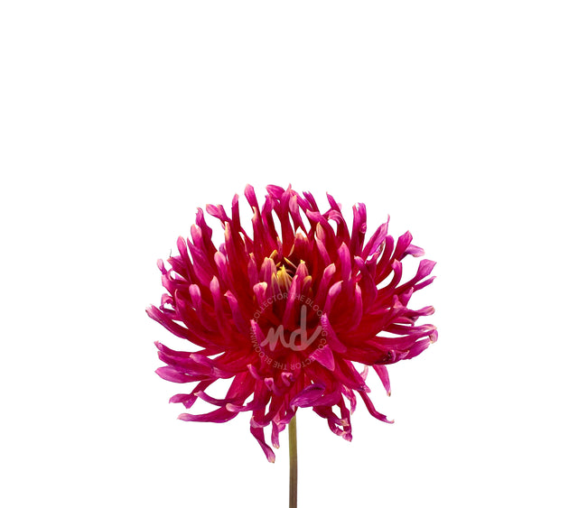 "Daredevil Dahlia" Wine-Colored Dahlia