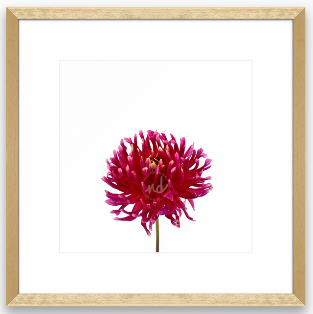 "Daredevil Dahlia" Wine-Colored Dahlia Art Print