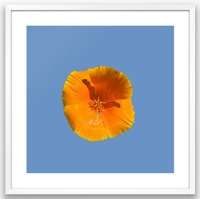 "Golden Glow" California Poppy