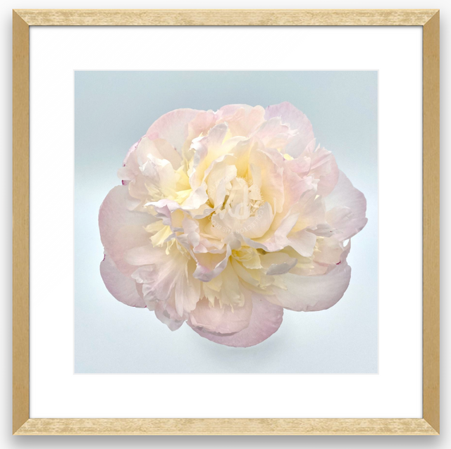 "Hearty Hope" Pink Peony