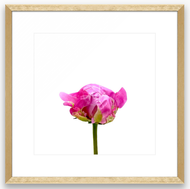 "Hey Cutie" Pink Peony Bud