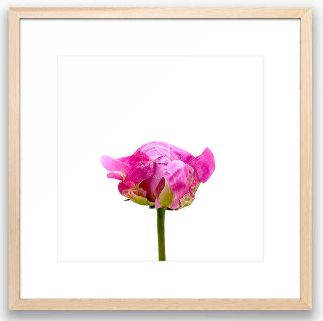 "Hey Cutie" Pink Peony Bud