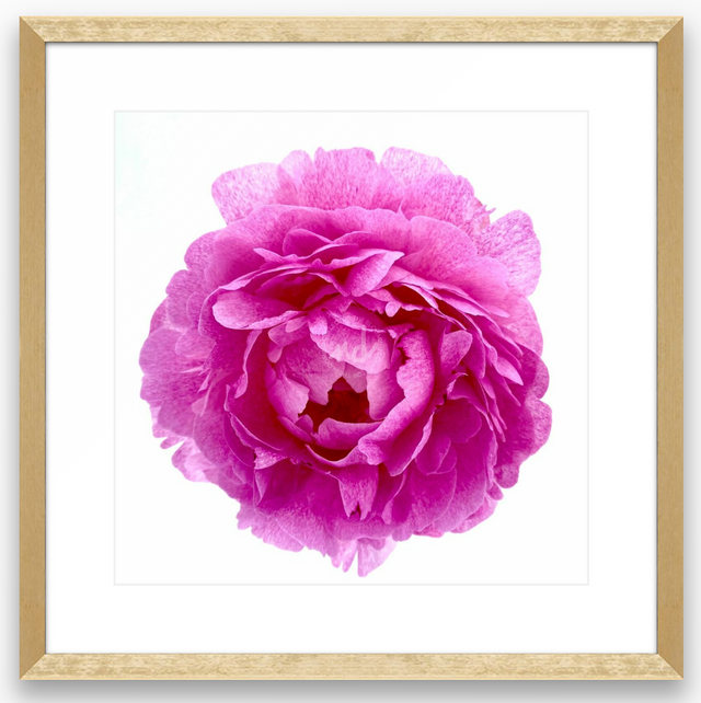 "Hubba Bubby Baby" Pink Peony