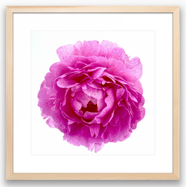 "Hubba Bubby Baby" Pink Peony
