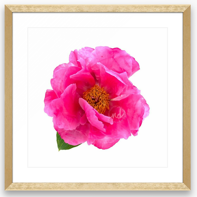"Huge Crush" Pink Peony