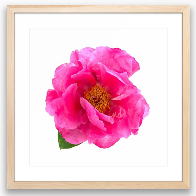 "Huge Crush" Pink Peony