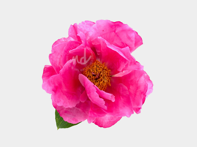 "Huge Crush" Pink Peony
