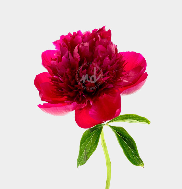 "Firecracker" Red Peony