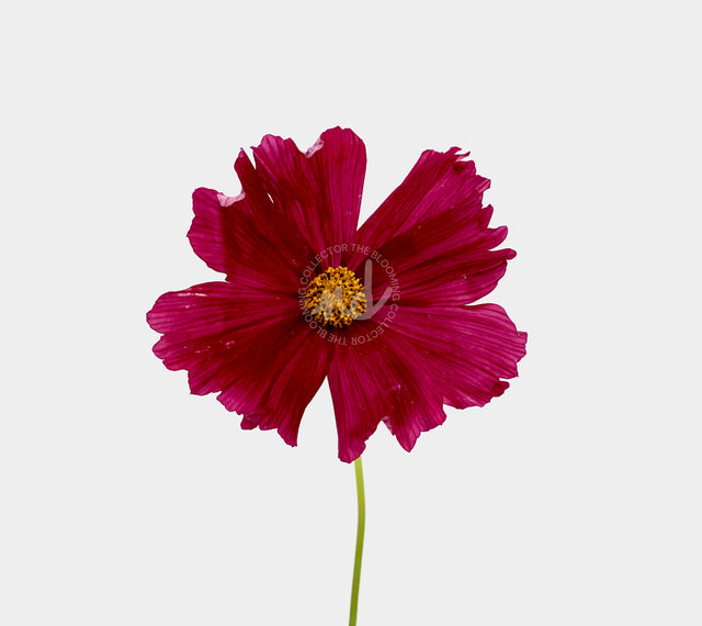 "Classy Cosmo" Wine-Colored Cosmo