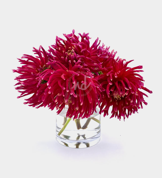 "Dancing Dahlias" Wine-Colored Dahlias