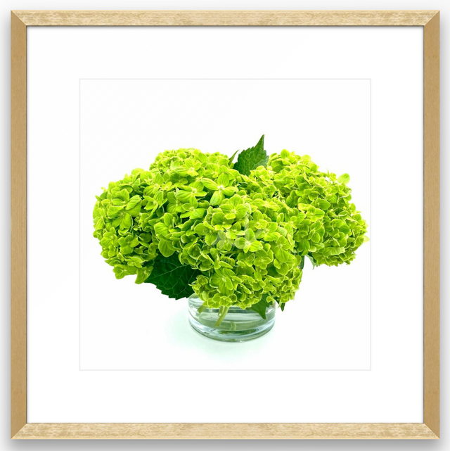 "Luscious Lime" Green Hydrangeas