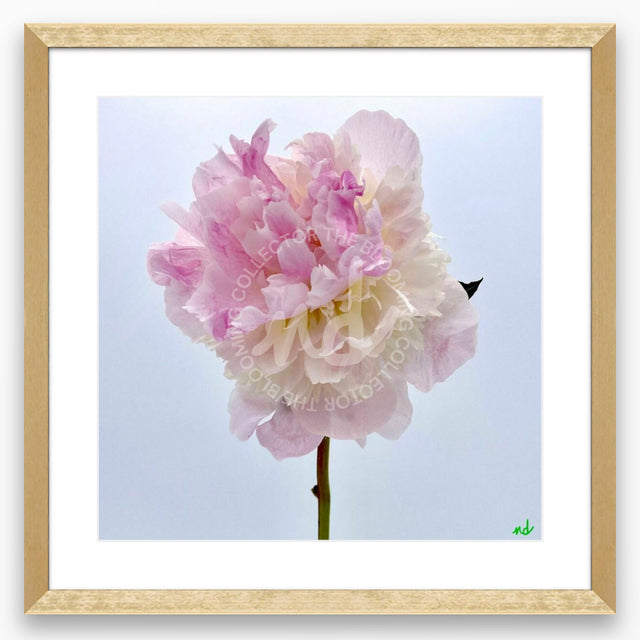 "Make Me Blush" Pink Peony