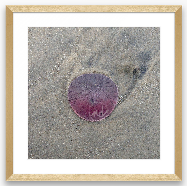 "Morning Drift" Coastal Collection