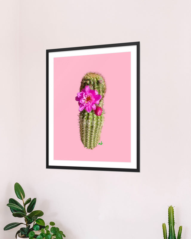 "Sassy Succulent" Desert Collection