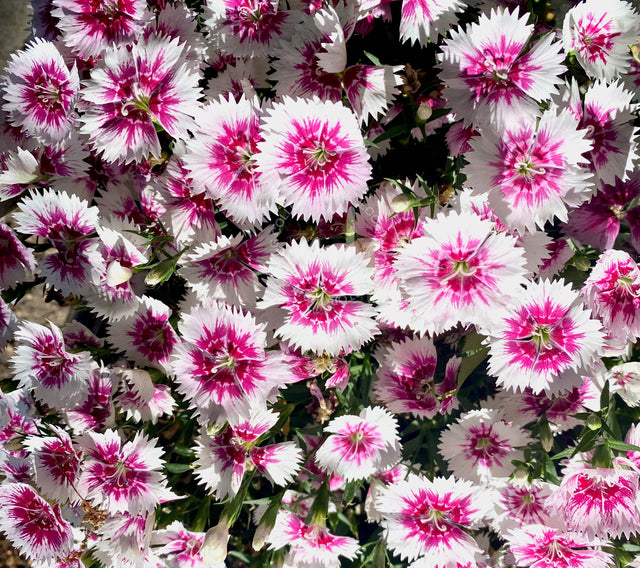 "Shine Your Light" Pink Dianthus