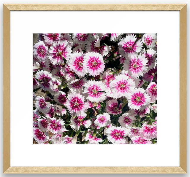 "Shine Your Light" Pink Dianthus