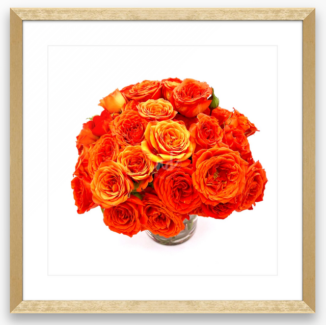 "Sunset Orange" Orange Roses