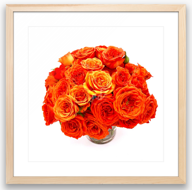 "Sunset Orange" Orange Roses
