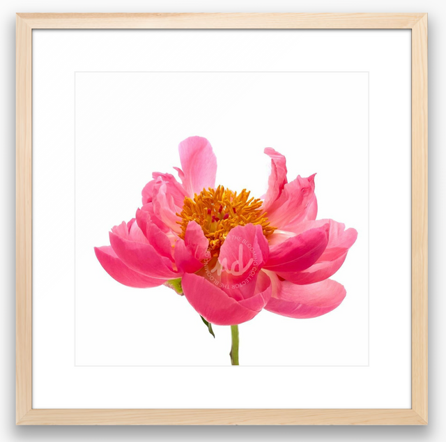 "Wild One" Pink Peony