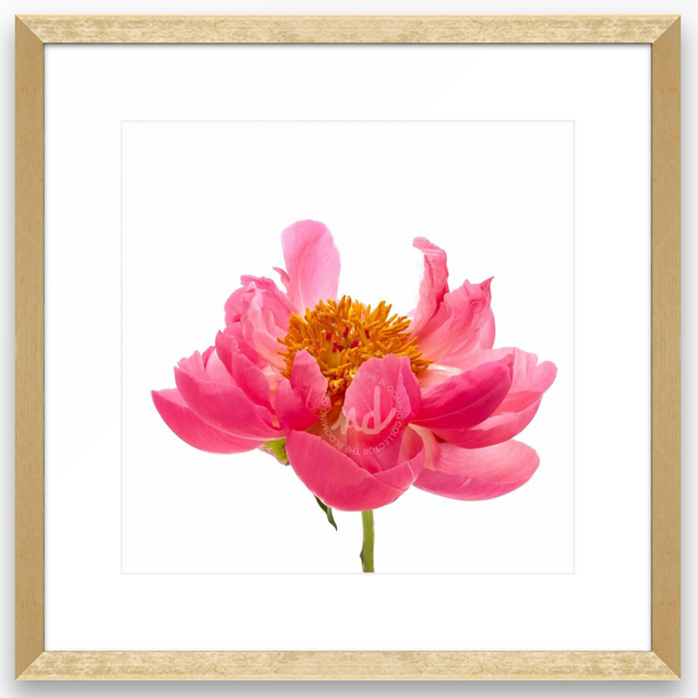"Wild One" Pink Peony