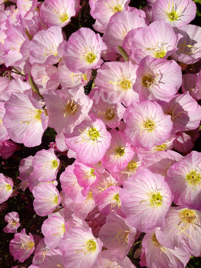 "Wild Wonders" Pink Primrose Flowers