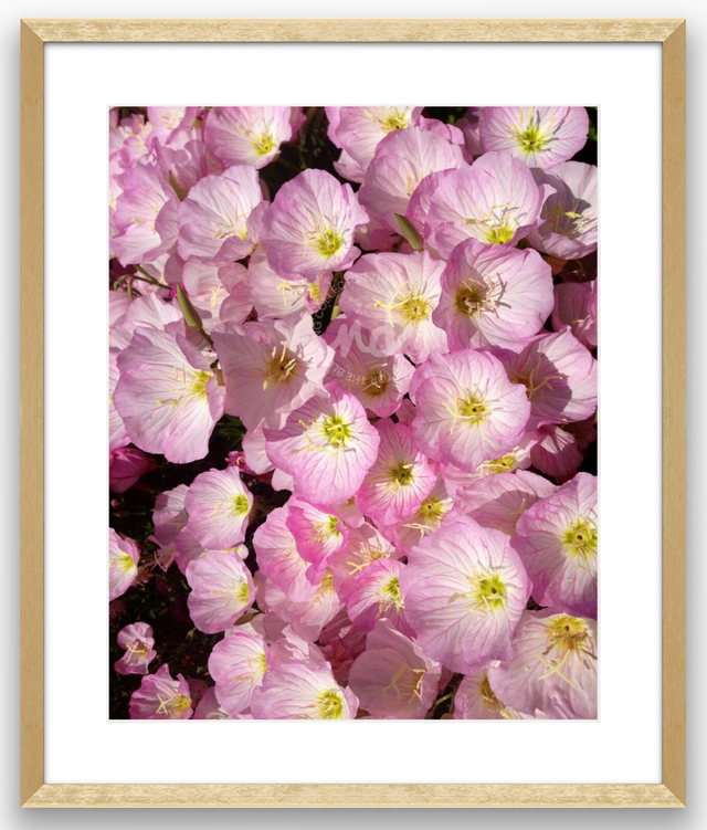 "Wild Wonders" Pink Primrose Flowers