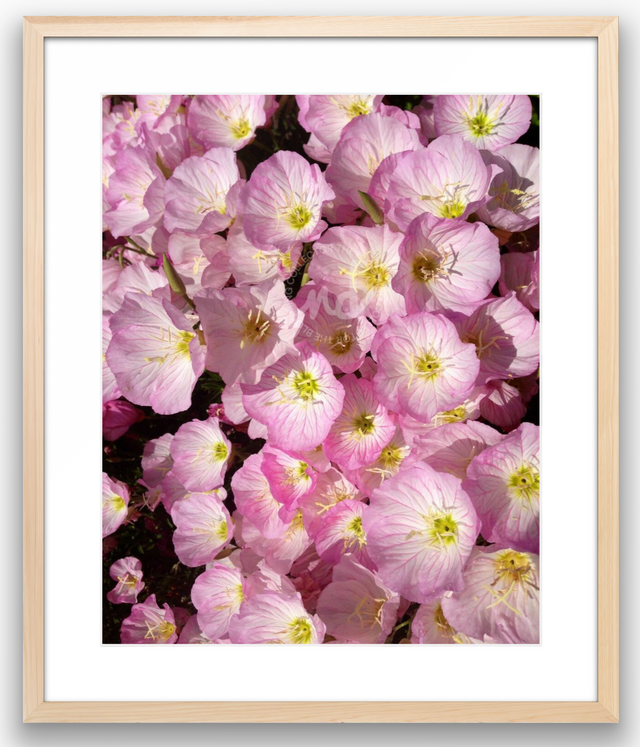 "Wild Wonders" Pink Primrose Flowers