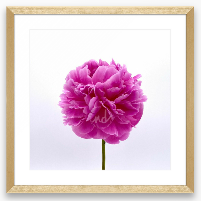 "You're Berry Special" Pink Peony