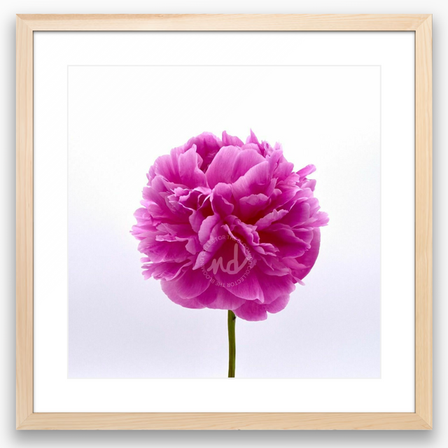 "You're Berry Special" Pink Peony