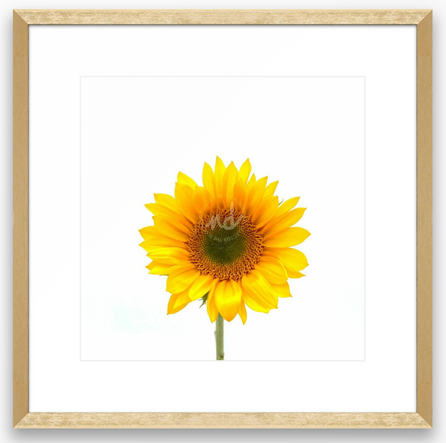 "You're Perfect" Yellow Sunflower