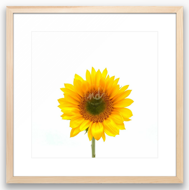 "You're Perfect" Yellow Sunflower