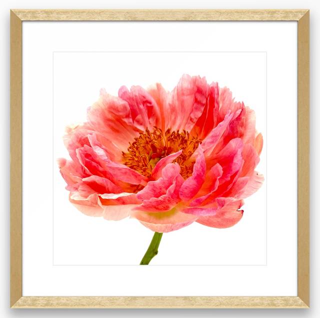 "You're a Peach" Pink Peony