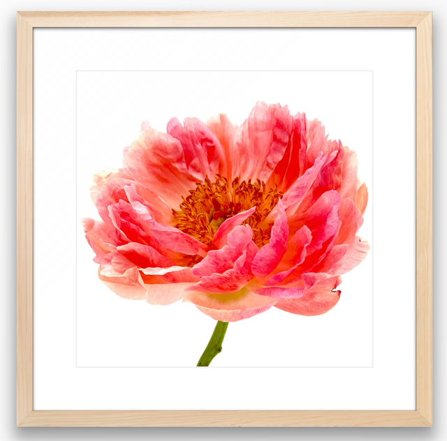 "You're a Peach" Pink Peony