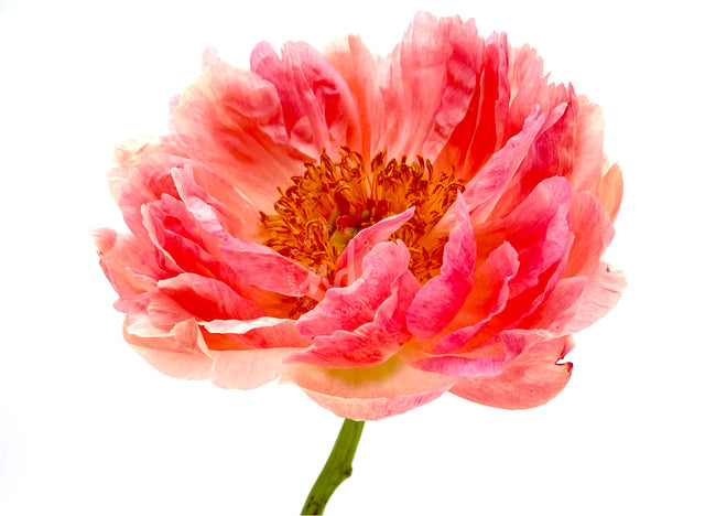 "You're a Peach" Pink Peony