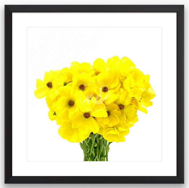 "Youthful Yellow" Yellow Ranunculus