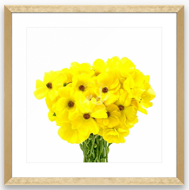 "Youthful Yellow" Yellow Ranunculus