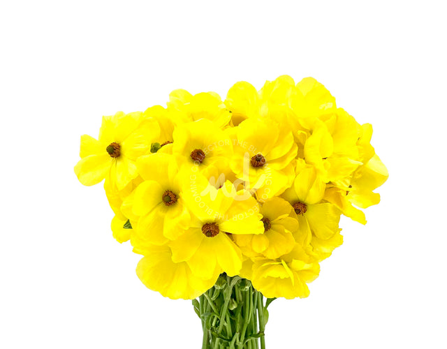 "Youthful Yellow" Yellow Ranunculus