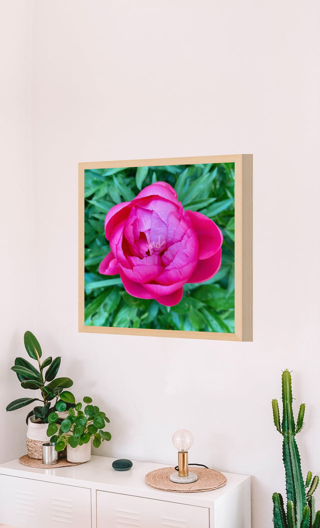 "Backyard Beauty" Pink Peony