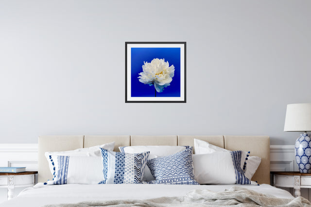"Balboa Blue" White Peony