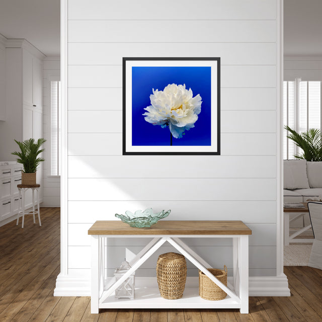 "Balboa Blue" White Peony