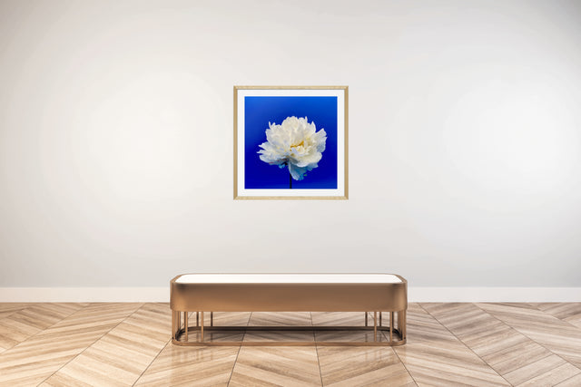 "Balboa Blue" White Peony
